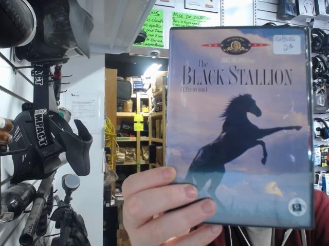 The black stallion