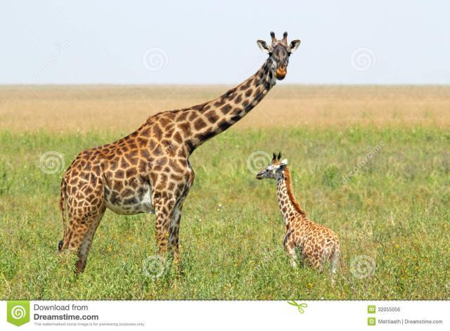 Girafe+ bb girafe