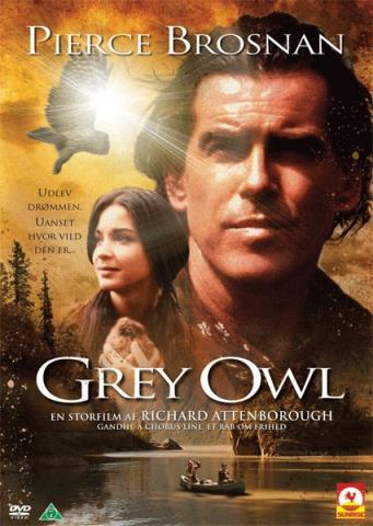 Grey owl