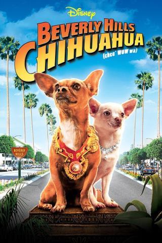 Chihuahua