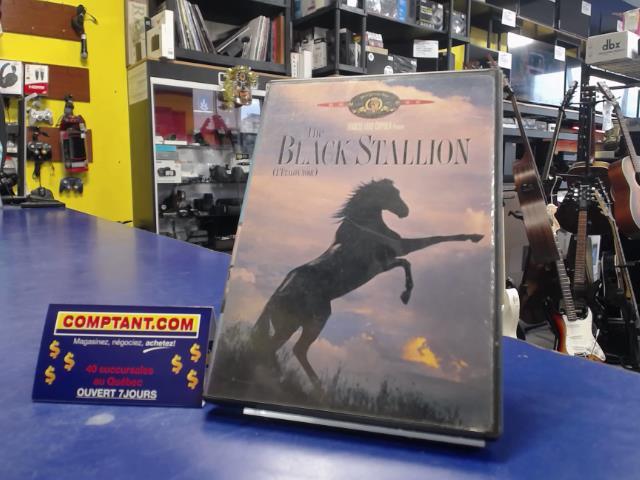 The black stallion