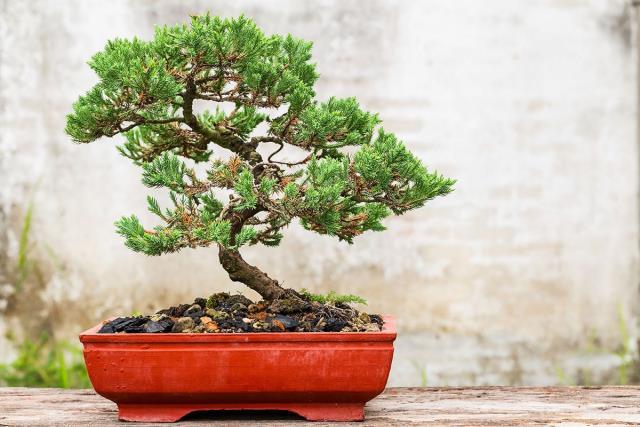 Bonsai